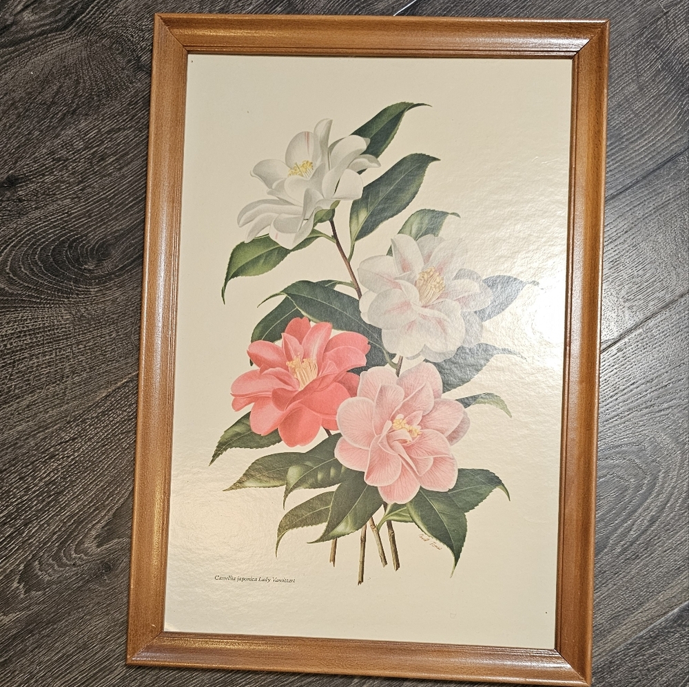 Camellia Japonica Lady Vansittart Professionally Framed